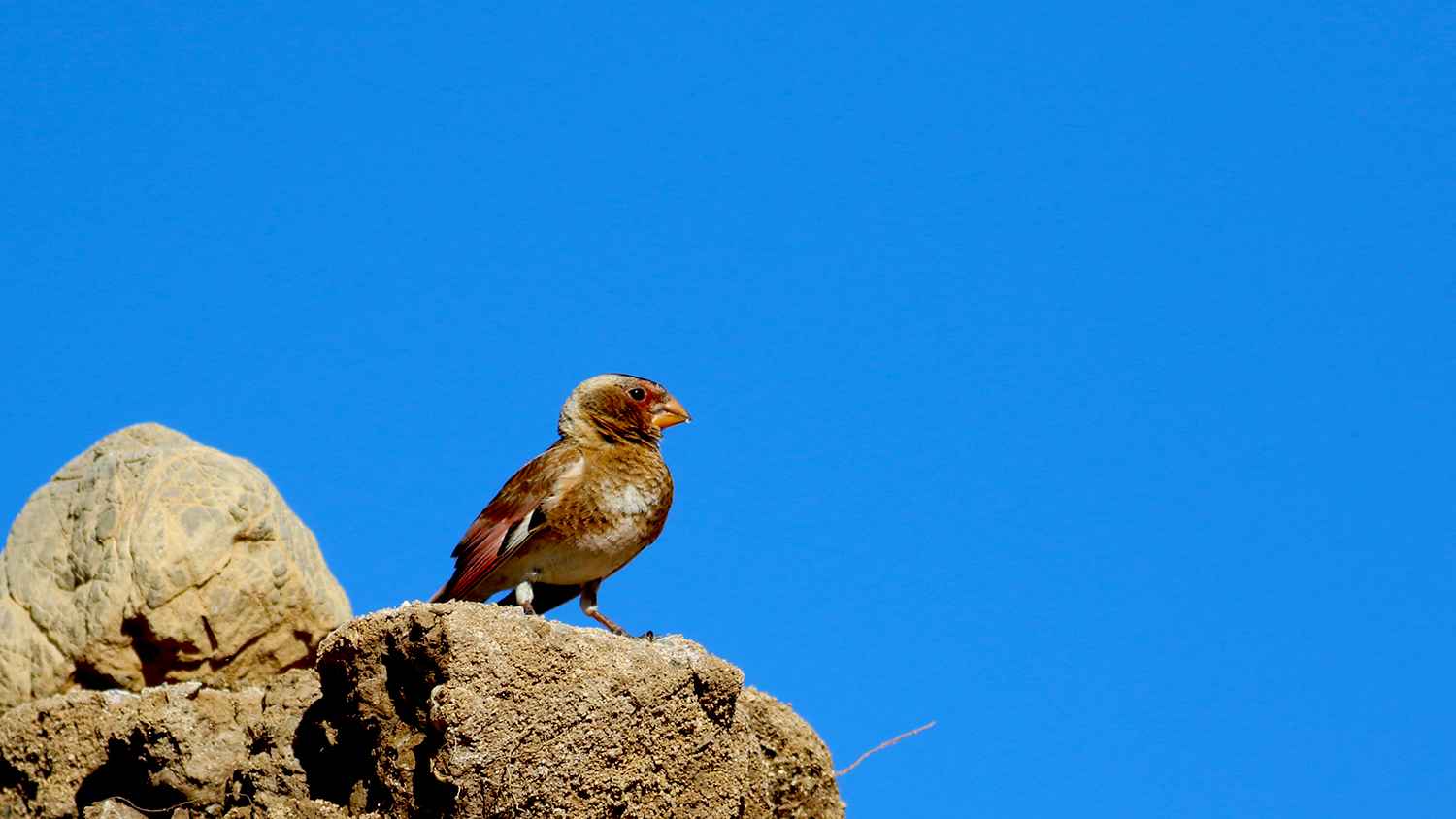 Crimson-winged Finch